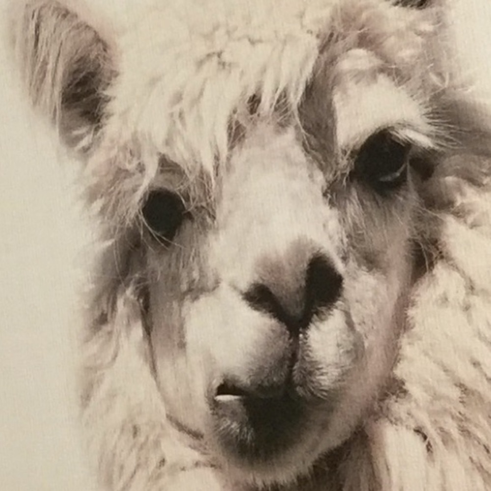 Meet your Posher, Dawn